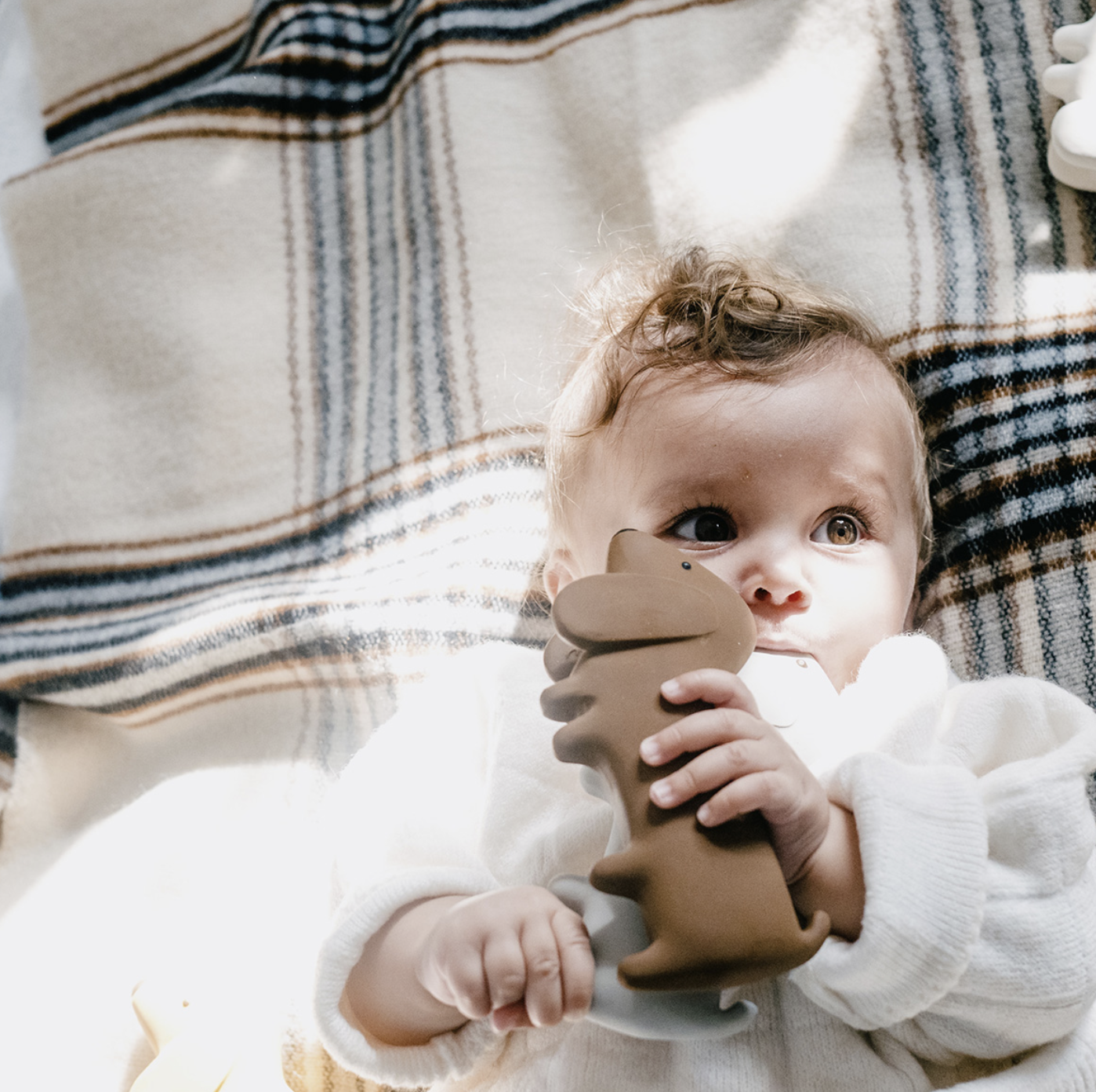 Gommu mini dog – Choco – Image 2